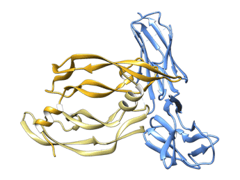 طراحی آنتاگونیست و مهار رسپتور (پروتئین و یا پپتید)