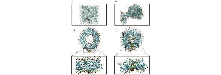 پپتیدهای ضد باکتریایی
