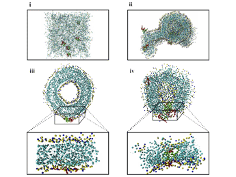 نوین زیست - پپتیدهای ضد باکتریایی