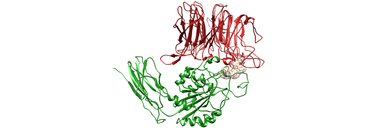 داکینگ پروتئین و لیگاند (ترکیب شیمیایی کوچک)