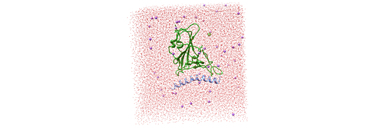 شبیه سازی دینامیک مولکولی پروتئین با پپتید