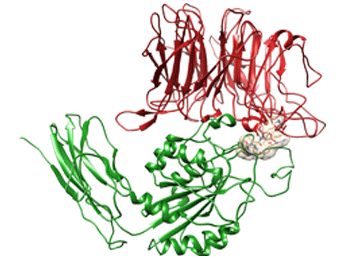 نوین زیست - داکینگ پروتئین و لیگاند (ترکیب شیمیایی کوچک)