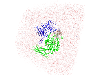 نوین زیست شبیه سازی دینامیک مولکولی کمپلکس پروتئین و لیگاند