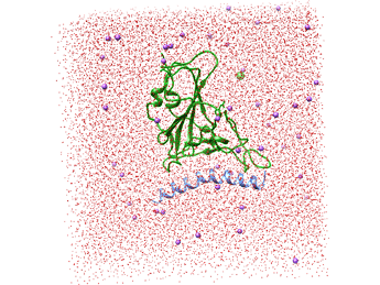 نوین زیست - شبیه سازی دینامیک مولکولی پروتئین با پپتید