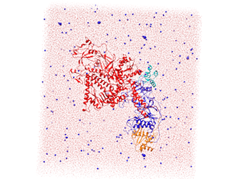 نوین زیست شبیه سازی دینامیک مولکولی پروتئین – پروتئین